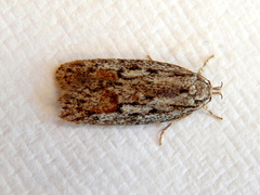 Acantholena siccella