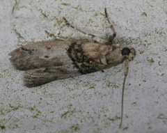 Tlascala reductella