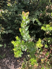 Arctostaphylos montaraensis