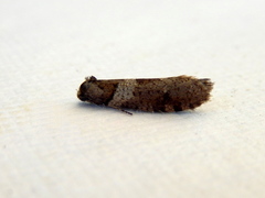 Lepidoscia heliochares