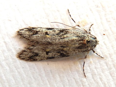 Stenoptena icmaea