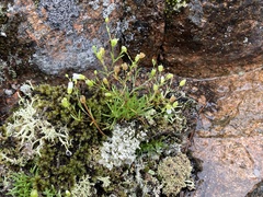 Mononeuria groenlandica