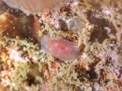 Dendrodoris nigra