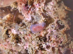Dendrodoris nigra
