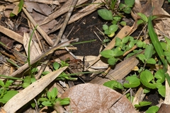 Harpegnathos saltator