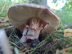 Amanita rubescens
