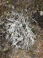 Thamnolia vermicularis