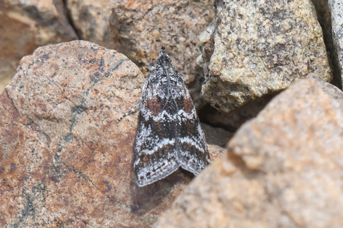Telethusia ovalis