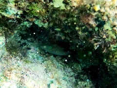 Canthigaster punctatissima