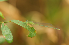 Paracercion hieroglyphicum