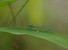 Paracercion melanotum