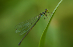 Paracercion calamorum