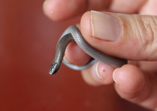 Linton's Dwarf Short-tail Snake