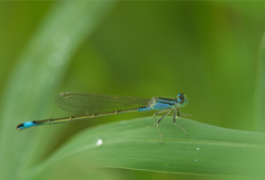 Ischnura elegans