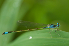Ischnura elegans