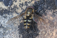 Parasyrphus tarsatus