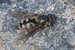 Parasyrphus tarsatus