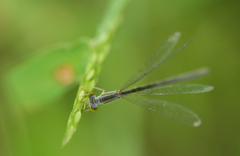Paracercion calamorum