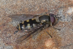 Parasyrphus tarsatus