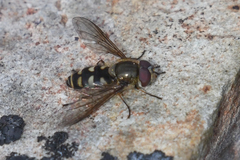 Parasyrphus tarsatus