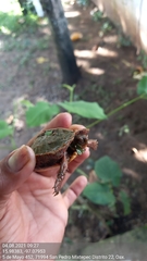 Rhinoclemmys pulcherrima pulcherrima