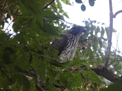 Accipiter cooperii