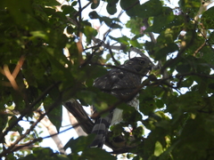 Accipiter cooperii