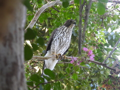 Accipiter cooperii