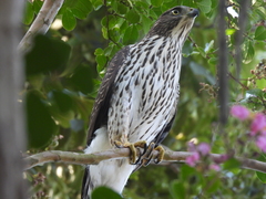 Accipiter cooperii