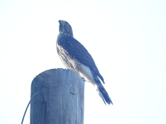 Accipiter cooperii