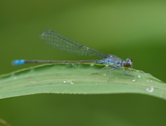Paracercion calamorum