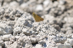 Parnara guttata batta