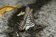 Graphium leechi