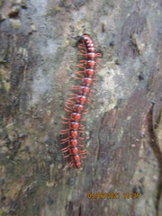 Helicorthomorpha