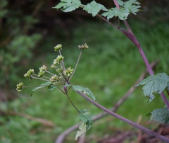 Arracacia