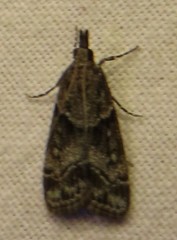 Eudonia torniplagalis