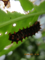 Histia flabellicornis