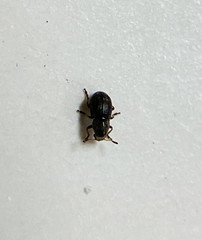 Trigonorhinus rotundatus