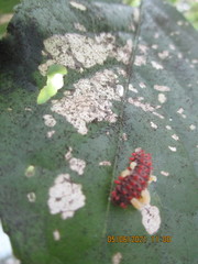 Histia flabellicornis