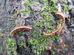Helicorthomorpha