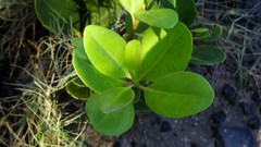 Aegiceras corniculatum