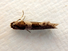 Lepidoscia heliochares