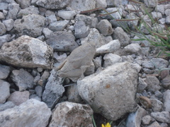 Phrynotettix robustus