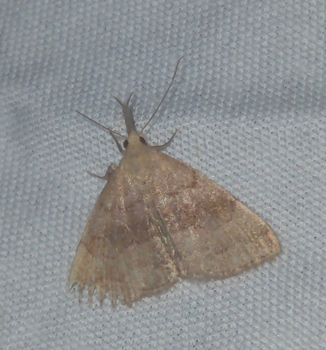 Pale Phalaenostola Moth (Phalaenostola metonalis)