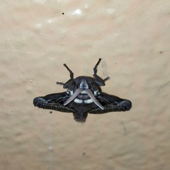 Megalopyge albicollis superba