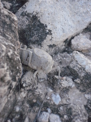 Phrynotettix robustus