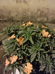Impatiens hawkeri