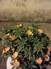 Impatiens hawkeri