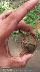 Rhinoclemmys pulcherrima pulcherrima