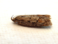Acantholena siccella